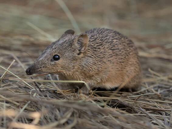 Golden Bandicoot | Australian Wildlife Conservancy