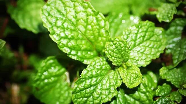 Mentha aquatica en zonas húmedas