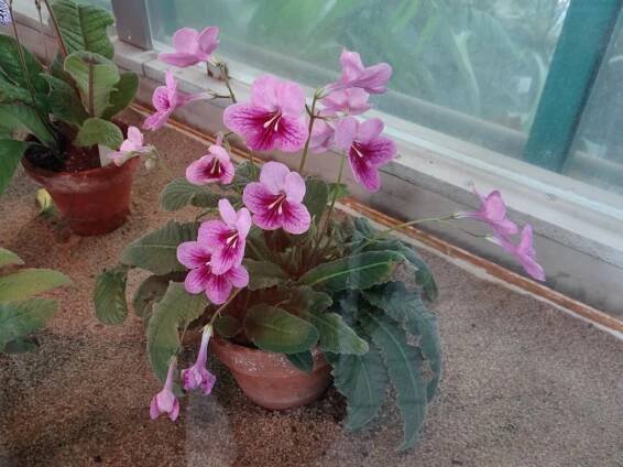 Streptocarpus (Tořivka) - eshop, prodej, semena, rostliny, pěstování, fotografie, množení, popis, atd. -> www.rostliny.net