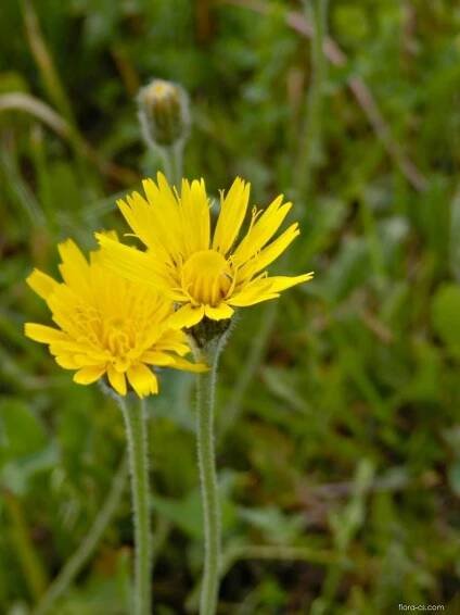 Máchelka srstnatá (Leontodon hispidus)