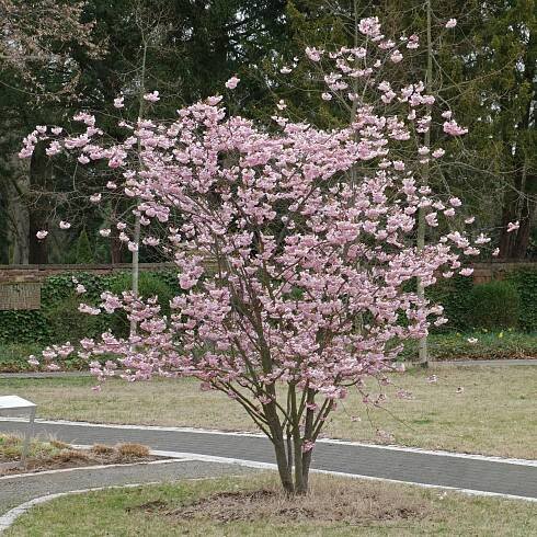 Prunus triloba (Mandľa okrasná)