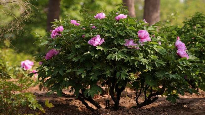 Pivoňka dřevitá (Paeonia suffruticosa) 
