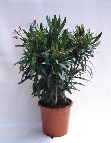 Zopes Gartenbauvertrieb