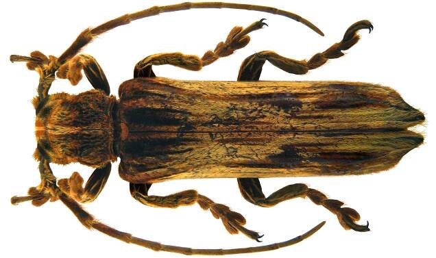 Xylorhizini