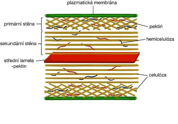 Biologie: Buněčná biologie: Stavba buněčné stěny rostlin 
