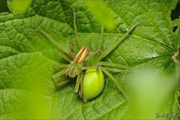 Česká arachnologická společnost - Micrommata virescens (Clerck, 1757) [maloočka smaragdová] → Čeleď: Sparassidae → Rod
