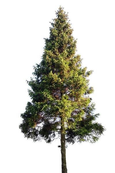 Fir tree stock photos