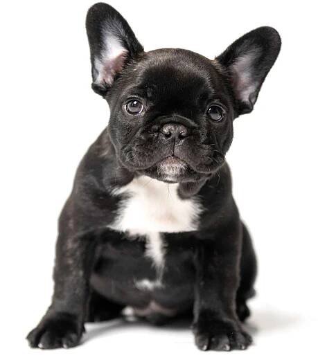 french bulldogs, for sale, spokane