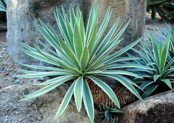 Monocotyledon