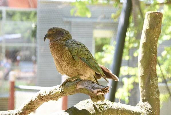 Papoušci nestor kea v liberecké zoo mají nový pavilon. Vznikl z toalet