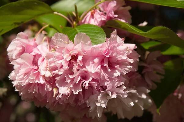 Sakura ozdobná/Prunus serrulata - detail