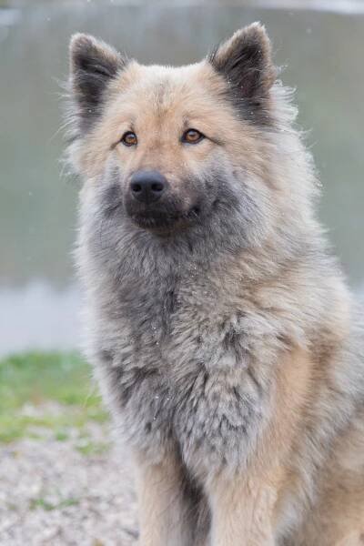 ECA Herbsttreffen 2022 - Familienhund & Begleithund