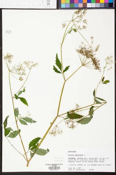 Cicuta maculata - Species Page - APA: Alabama Plant Atlas 