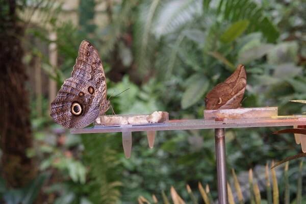 Lepidoptera & Epiphyllum 12. 4. 2015