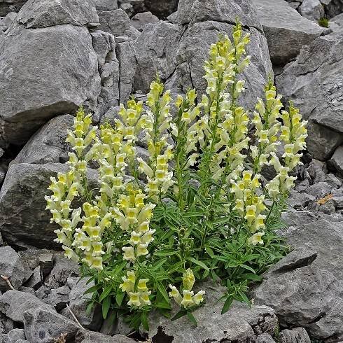 Antirrhinum braun-blanquetii