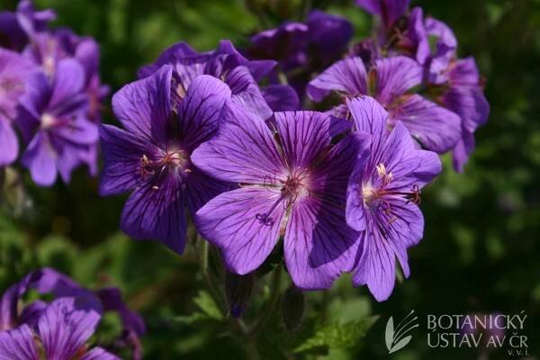 Geranium x magnificum - kakost vznešený | Lukáš Hrdinka | Autoři | iBotky.cz