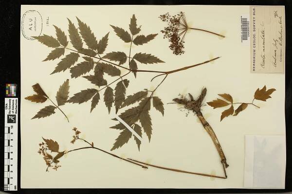 Cicuta maculata - Species Page - APA: Alabama Plant Atlas 