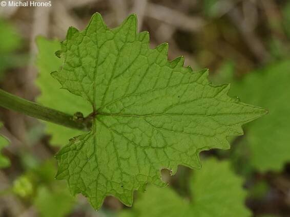 Alliaria petiolata - česnáček lékařský | Brassicaceae - brukvovité | Natura Bohemica