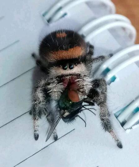 Phidippus regius everglades