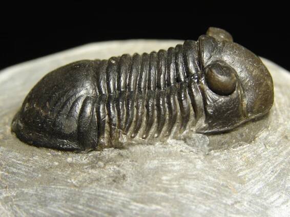 Paralejurus aff. spatuliformis