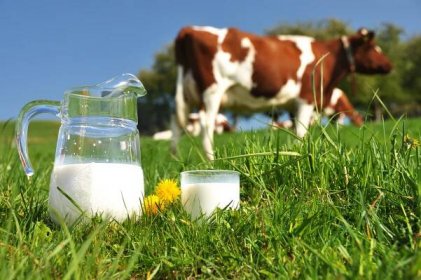 Kako do više mleka po kravi? - Bolja Zemlja