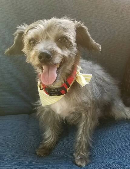 Meet Arden Moore's Pet Sidekicks — ArdenMoore.com