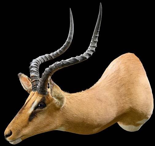 IMPALA Taxidermy South Africa