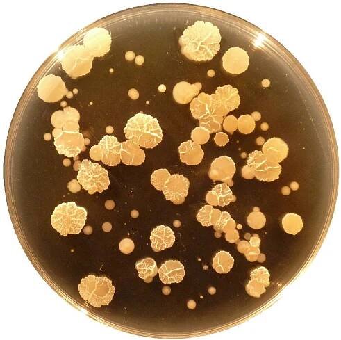 Plunging into the Unknown: Belly Button Bacteria and You - EveryONE