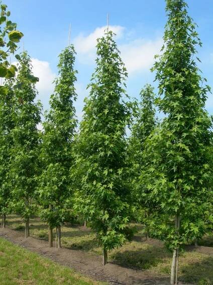 Liquidambar styraciflua 'Worplesdon' | Liquidambar styraciflua 'Worplesdon' - Van den Berk škôlky