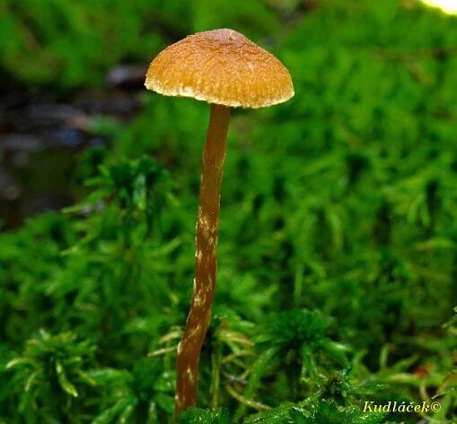 Čepičatka močálová - Galerina paludosa - Kudluv fotoatlas hub