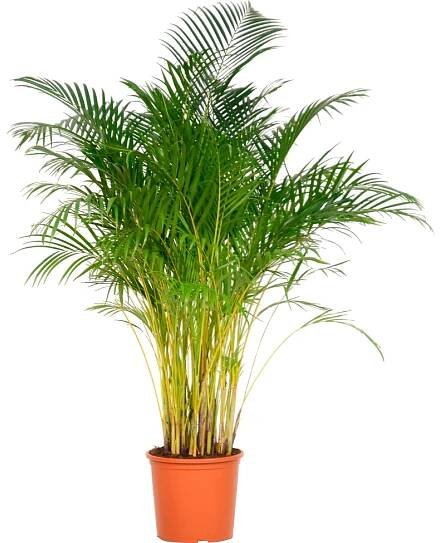 Areka palma zlatoplodá výška cca 140-150 cm průměr cca 32 cm Areca Dypsis