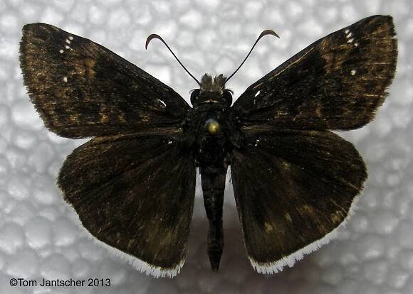 Image Gallery | Butterflies and Moths of North America