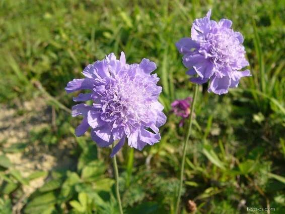 Hlaváč šedavý (Scabiosa canescens)
