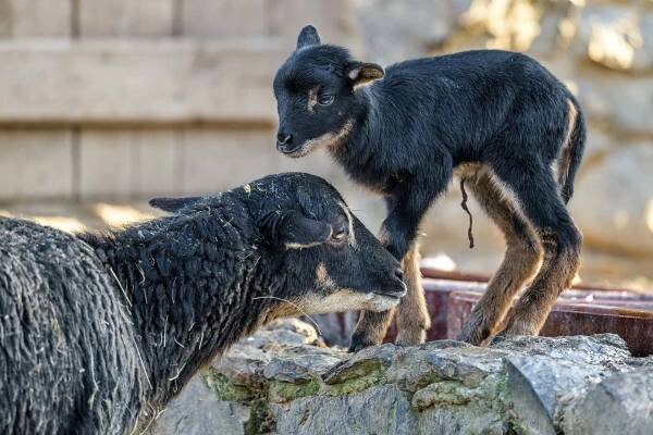České zoo: Přijďte se podívat na první mláďata roku 2020 – ZOO Magazín