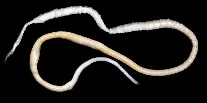 Obrázek - Taenia taeniaeformis (tasemnice kočičí) | BioLib.cz