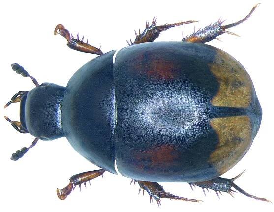 Sphaeridium lunatum
