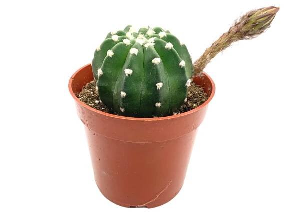 Echinopsis Subdenudata Domino