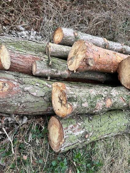 Palivové dřevo smrk borovice nebo k uzení ovocné - Karviná