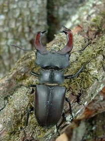 Brouci (Coleoptera) jsou jeden z nejdiverzifikovanějších řádů h... - dofaq.co