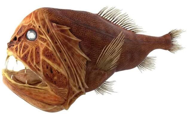 Fangtooth