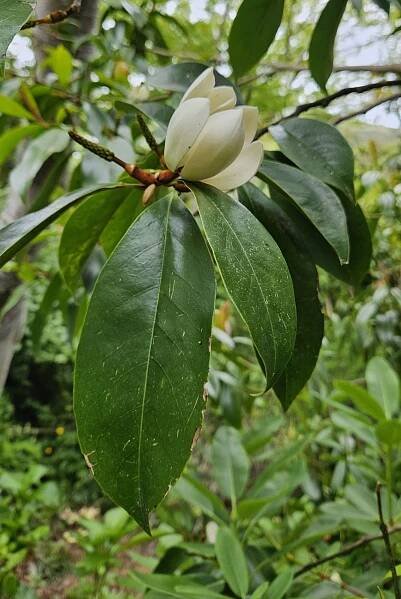 Magnolia × foggii 'Allspice'