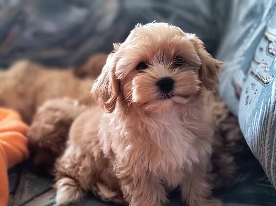 Galéria – Cuddlypuppy