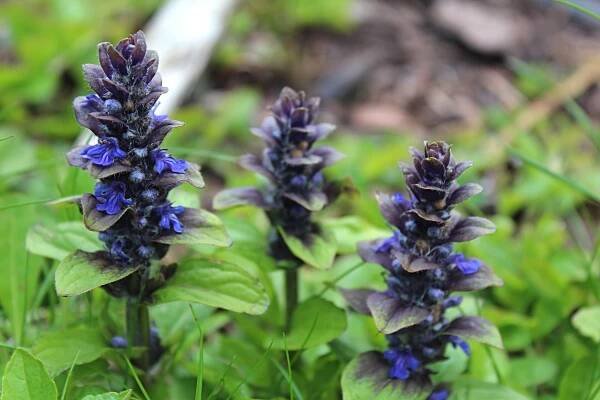 Zběhovec plazivý Burgundy Glow (Ajuga reptans), květy, květenství