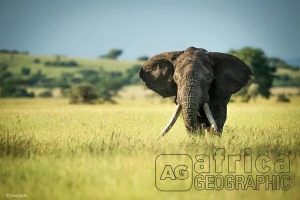 Has Zito the cross-border super tusker been trophy hunted in Tanzania? - Africa Geographic