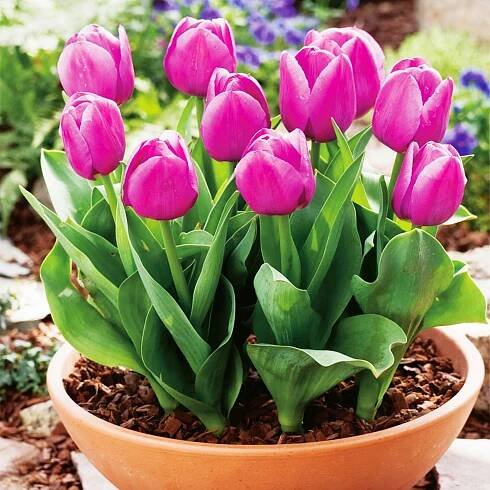 Tulipán Květináčový Baby Blue 5st Tulipány Cibule Tulipánů Cibulky Květinové