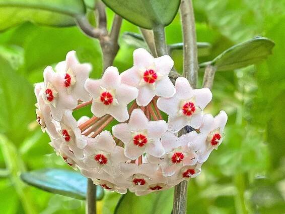 Wax flower 101: Meet the easy, pet safe, perfect plant