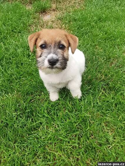Jack Russell teriér štěňátka s PP
