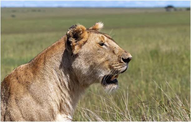ValenciaScott Photography - Masai Mara