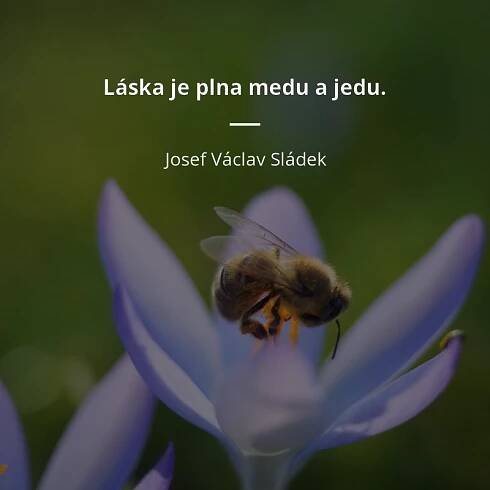 Láska je plna medu a jedu.
