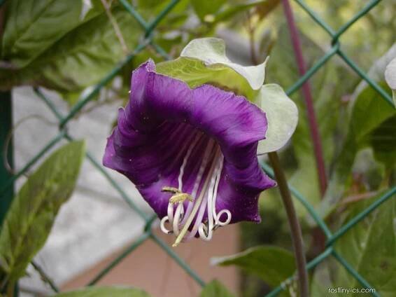 Vilec šplhavý (Cobaea scandens)